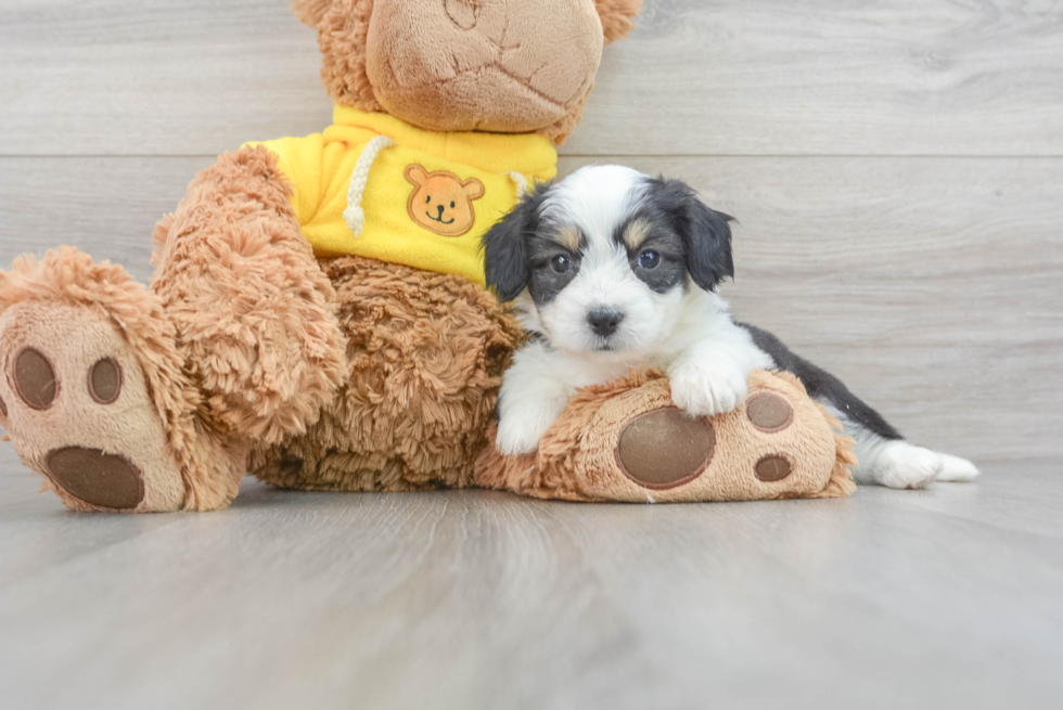 Fluffy Aussiechon Designer Pup