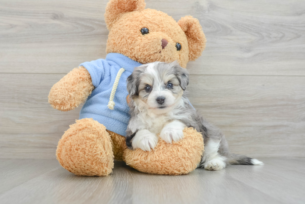 Aussiechon Pup Being Cute