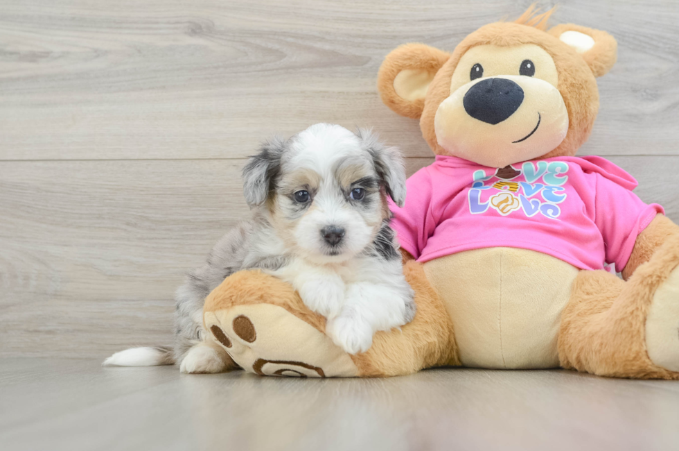 6 week old Aussiechon Puppy For Sale - Lone Star Pups