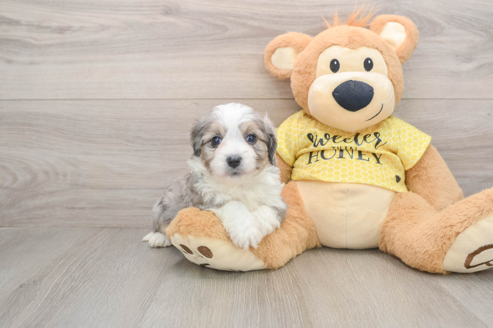 Small Aussiechon Baby