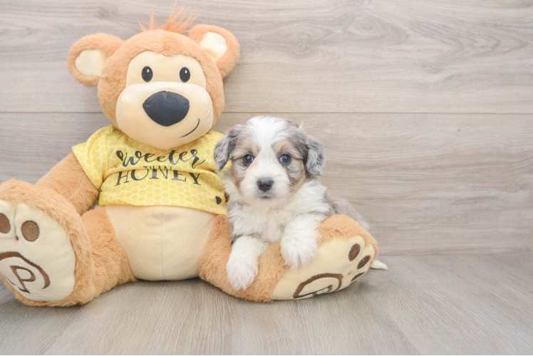 Playful Aussie Bichon Designer Puppy