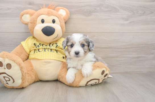 Playful Aussie Bichon Designer Puppy
