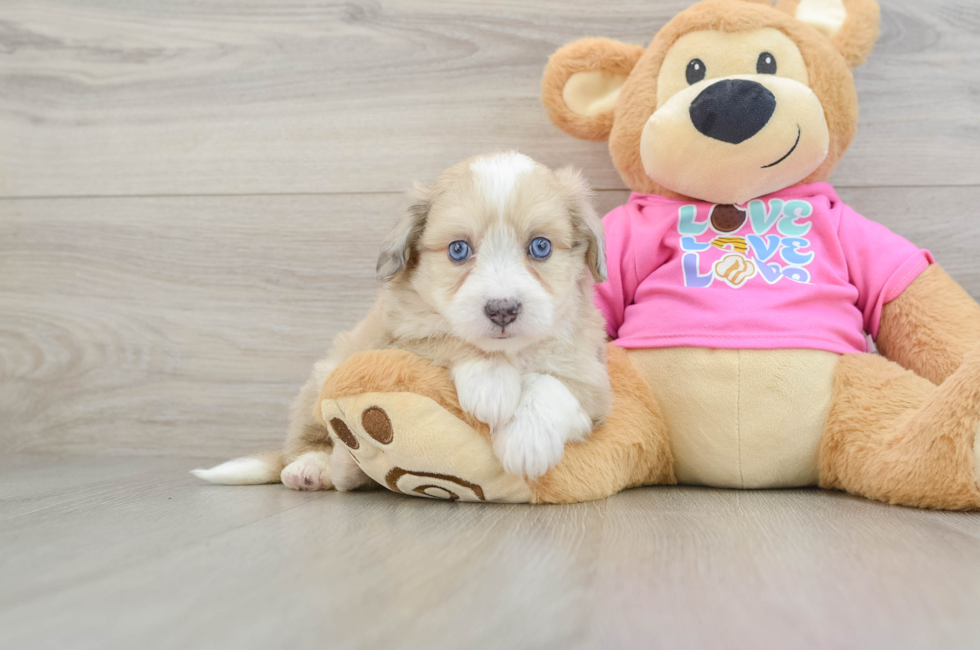6 week old Aussiechon Puppy For Sale - Lone Star Pups