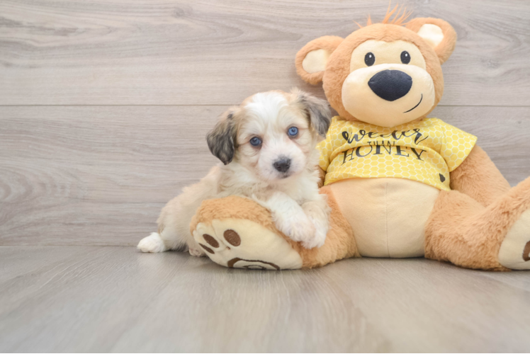 Aussiechon Puppy for Adoption