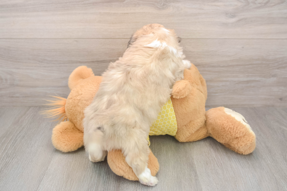 Aussiechon Pup Being Cute