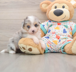 5 week old Aussiechon Puppy For Sale - Lone Star Pups