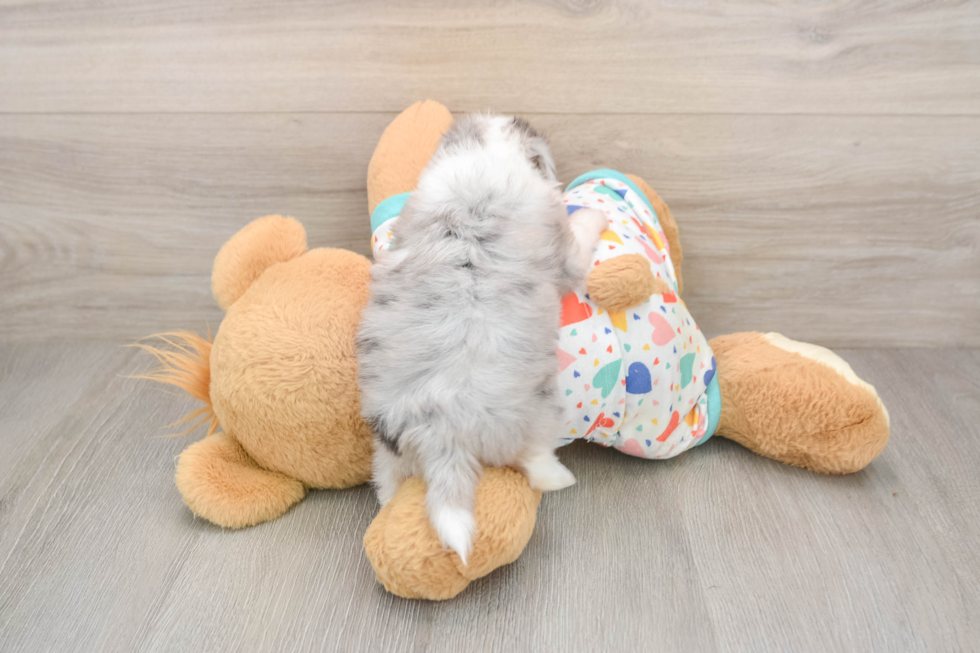 Funny Aussiechon Designer Pup