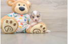 Aussiechon Puppy for Adoption