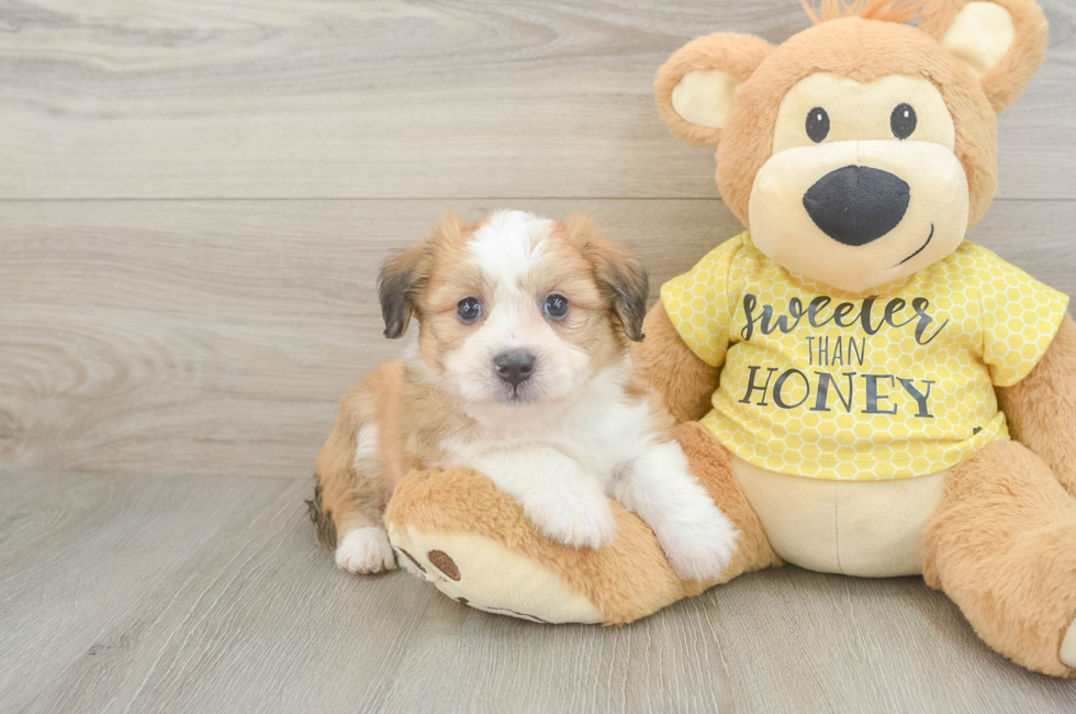 5 week old Aussiechon Puppy For Sale - Lone Star Pups