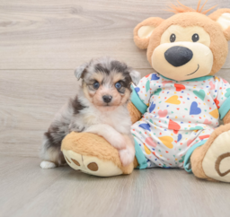 6 week old Aussiechon Puppy For Sale - Lone Star Pups