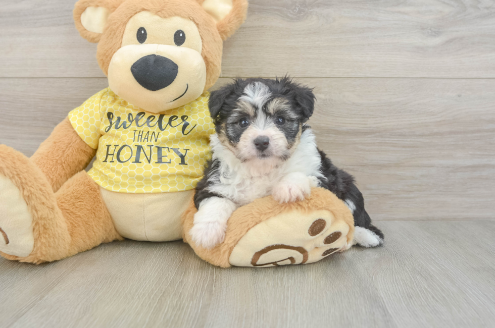 5 week old Aussiechon Puppy For Sale - Lone Star Pups