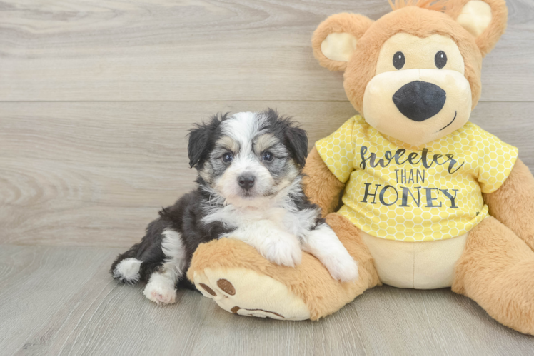 Best Aussiechon Baby