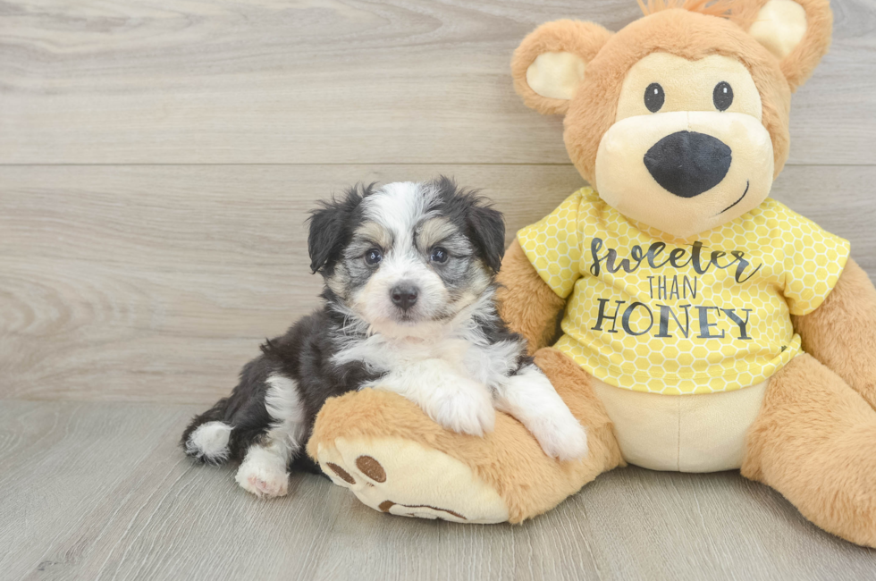 5 week old Aussiechon Puppy For Sale - Lone Star Pups