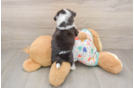Smart Aussiechon Designer Pup