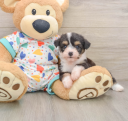 5 week old Aussiechon Puppy For Sale - Lone Star Pups
