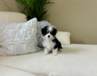 10 week old Aussiechon Puppy For Sale - Lone Star Pups