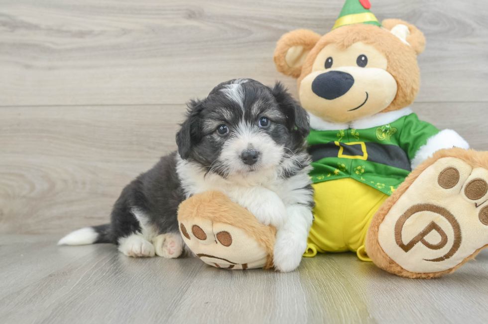 6 week old Aussiechon Puppy For Sale - Lone Star Pups