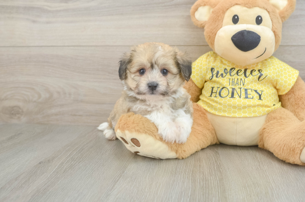 5 week old Aussiechon Puppy For Sale - Lone Star Pups