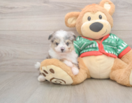 6 week old Aussiechon Puppy For Sale - Lone Star Pups