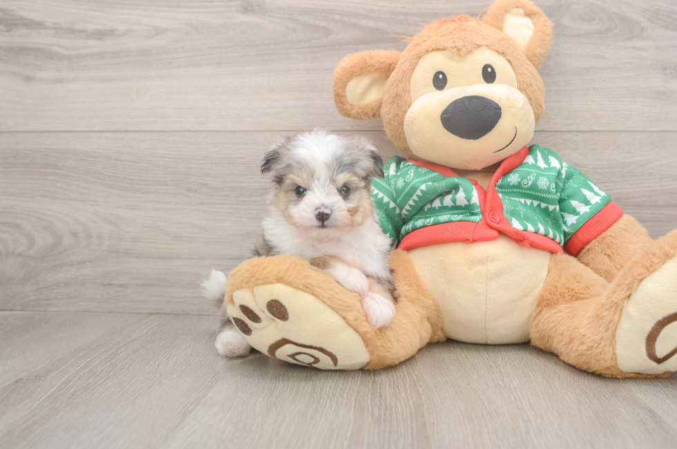 5 week old Aussiechon Puppy For Sale - Lone Star Pups