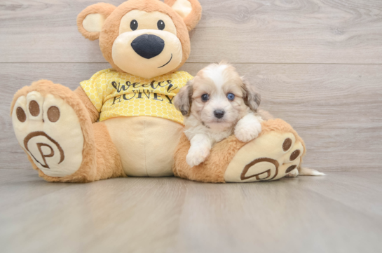 Playful Aussie Bichon Designer Puppy