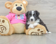 7 week old Aussiechon Puppy For Sale - Lone Star Pups