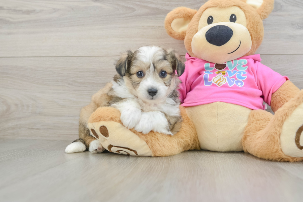Smart Aussiechon Designer Pup