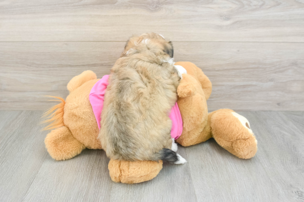 Aussiechon Puppy for Adoption