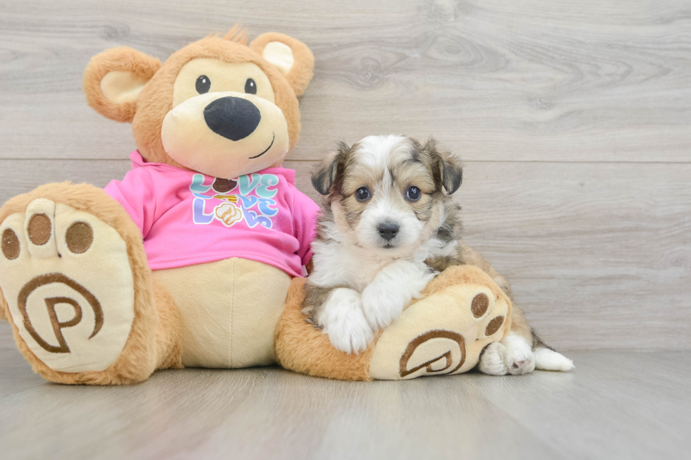 Aussiechon Puppy for Adoption