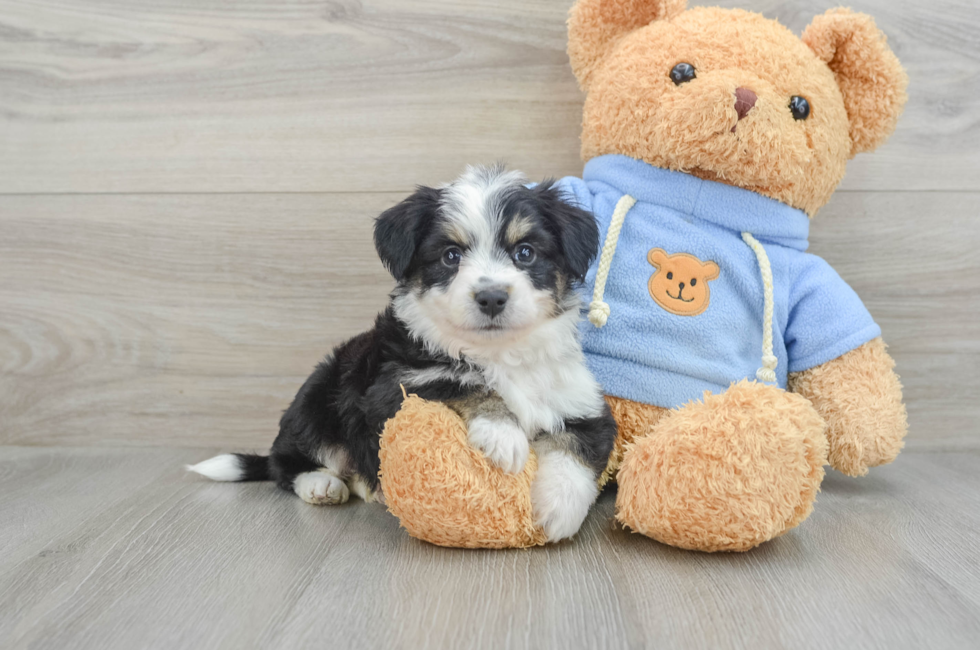 7 week old Aussiechon Puppy For Sale - Lone Star Pups