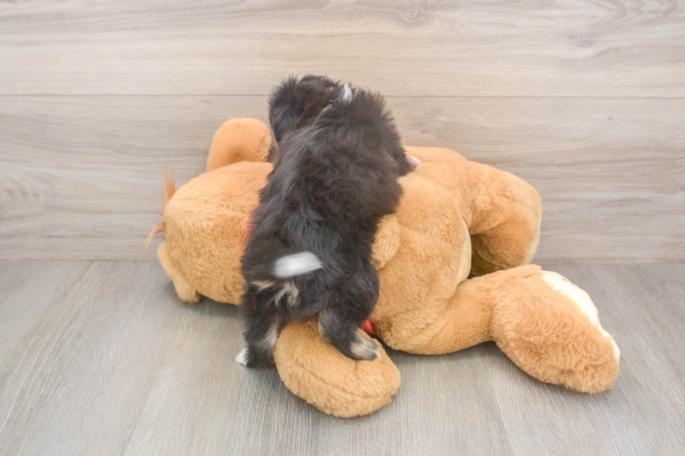 Best Aussiechon Baby