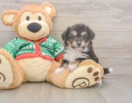 6 week old Aussiechon Puppy For Sale - Lone Star Pups