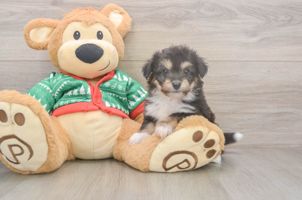 5 week old Aussiechon Puppy For Sale - Lone Star Pups