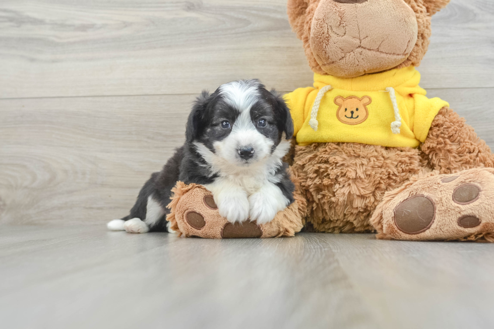 Aussiechon Puppy for Adoption