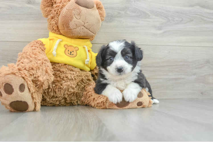 Adorable Aussie Bichon Designer Puppy