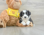 6 week old Aussiechon Puppy For Sale - Lone Star Pups