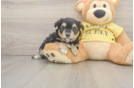 Funny Aussiechon Designer Pup