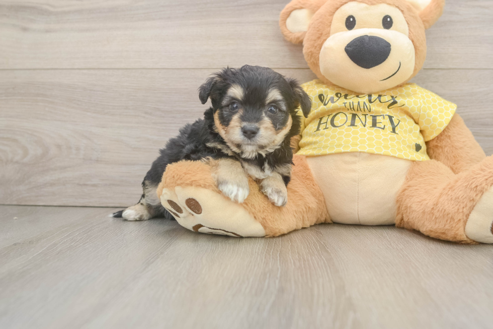 Funny Aussiechon Designer Pup