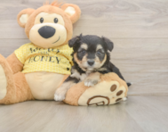 8 week old Aussiechon Puppy For Sale - Lone Star Pups