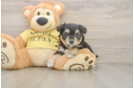 Petite Aussiechon Designer Pup