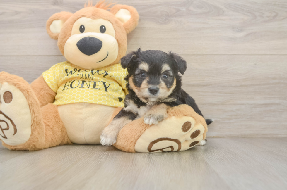 5 week old Aussiechon Puppy For Sale - Lone Star Pups