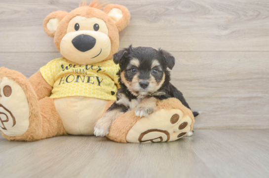 Petite Aussiechon Designer Pup