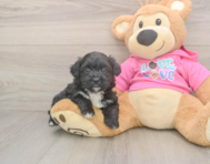 5 week old Aussiechon Puppy For Sale - Lone Star Pups