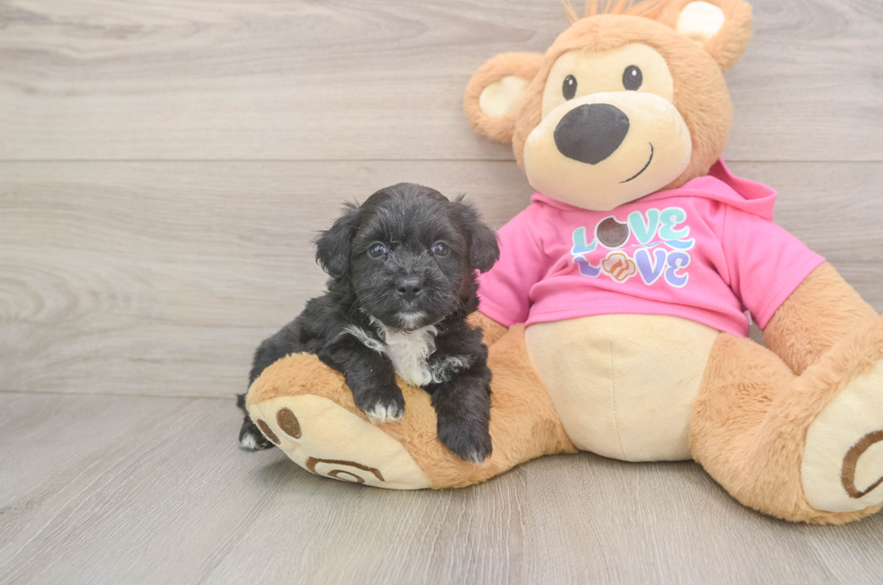 6 week old Aussiechon Puppy For Sale - Lone Star Pups
