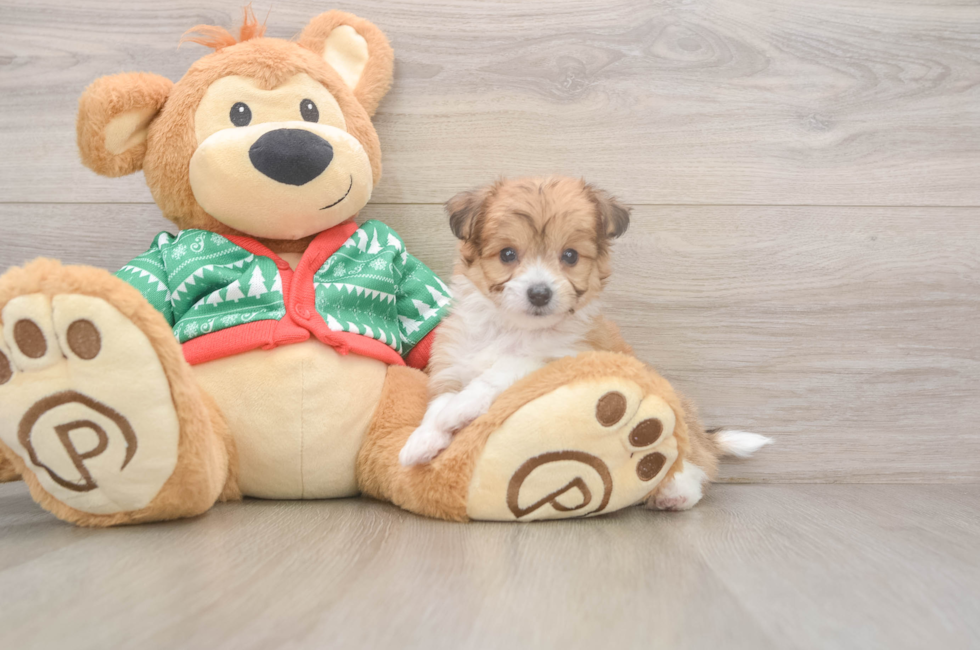 5 week old Aussiechon Puppy For Sale - Lone Star Pups