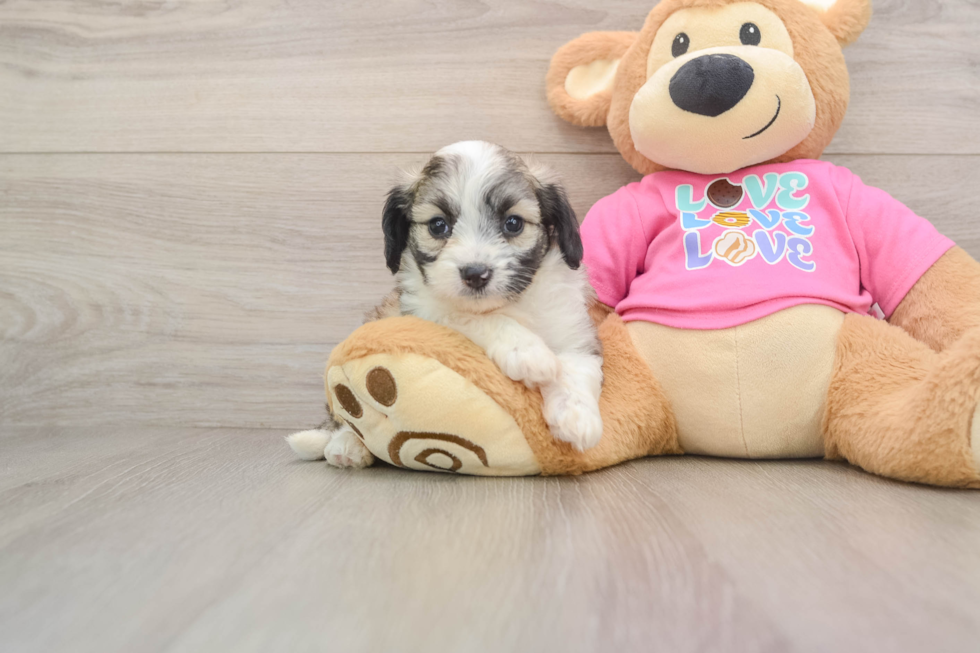 Aussiechon Pup Being Cute
