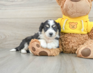 7 week old Aussiechon Puppy For Sale - Lone Star Pups