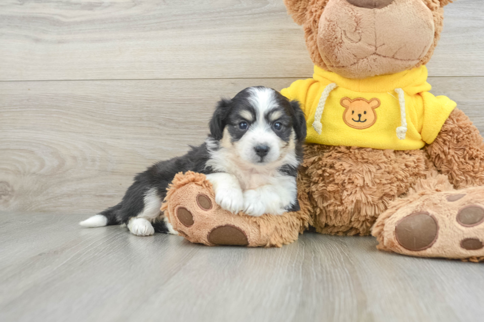 Energetic Aussie Bichon Designer Puppy