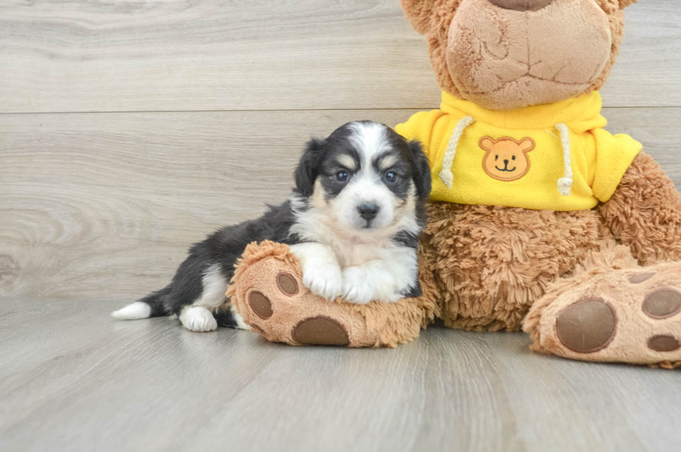 8 week old Aussiechon Puppy For Sale - Lone Star Pups