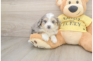 Best Aussiechon Baby